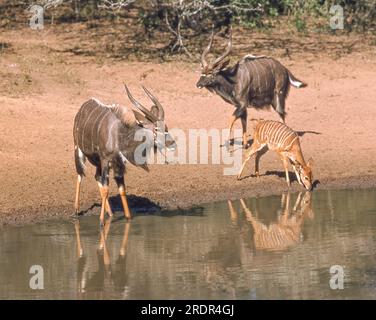 Zwei männliche Nyalas (Tragelaphus angasii), zusammen mit einem jungen Nyala, die im uMkhuze Wildreservat im Norden Zululands in der Provinz KwaZulu-Natal trinken Stockfoto