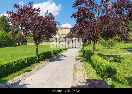 Öffentlicher Park mit Prunus cerasifera Nigra Bäumen mit dunkelvioletten Blättern, bekannt unter den gebräuchlichen Namen Kirschpflaume und Myrobalanpflaume. Tradate City, Italien Stockfoto