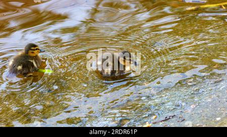 Bild von zwei wilden kleinen Entenküken auf dem Fluss in der Nähe des Ufers Stockfoto