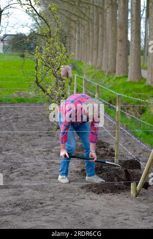 Ein sportlicher Rentner gräbt Löcher in den Boden neben einem Stacheldrahtzaun, um Himbeerschnitt zu Pflanzen Stockfoto