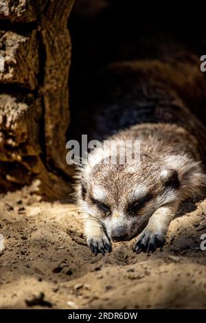 Erdmännchen im Fokus, mit schwarzem Hintergrund. Der Erdmännchen wacht auf und sieht sich um. Nahaufnahme Stockfoto