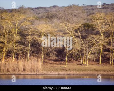 Fieberbäume (Vachellia xanthophloea) wachsen im Ndumo Game Reserve, einem kleinen südafrikanischen Wildreservat im weit nordöstlichen Bezirk von KwaZulu-Natal. Stockfoto