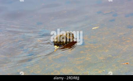 Das Bild einer kleinen, flauschigen Ente einer wilden Ente schwimmt in einem Dickicht auf dem Wasser Stockfoto
