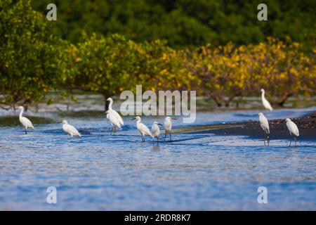 Snowy Egrets, Egretta thula, an einem Strand im Coiba Island Nationalpark, Pazifikküste, Provinz Veraguas, Republik Panama, Mittelamerika. Stockfoto