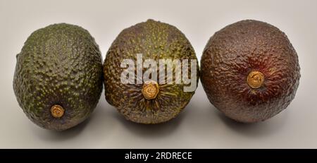 Drei Avocados Stockfoto