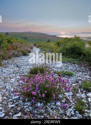 Eine lila Heidepflanze auf einem weißen Kiesweg mit Farnen in die Ferne und Sonnenaufgang über Hügeln in der Ferne im New Forest Hampsh Stockfoto