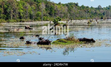 Eine Gruppe von Wasserbüffeln inmitten eines flachen, sumpfigen kambodschanischen Sees, Landschaft. Stockfoto