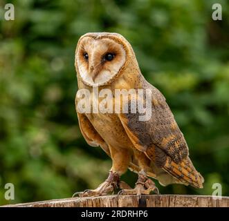 Das Porträt von "Captive Barn Owl" Stockfoto
