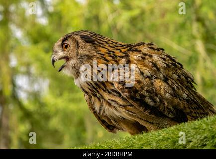 Eurasische Adler-Eule-Porträt Stockfoto