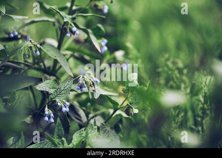 Nahaufnahme der Blüten des blauen Beinkrauts (bekannt als Symphytum caucasicum, benwell, Kaukasischer Beinkauz). Eine wilde Blume auf einem grünen, verschwommenen Hintergrund. Hochwertiges Foto Stockfoto