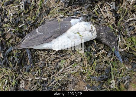 Dead Common Guillemot (Uria aalge), einer von vielen, die an Ainsdale Beach, Sefton Coast UK infolge der Vogelgrippe angeschwemmt wurden Stockfoto