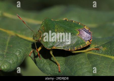 Gewöhnlicher Grüner Schildfehler Palomena prasina Stockfoto