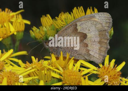 Meadow Brown Maniola jurtina auf Oxford Ragwort Senecio squalidus Stockfoto