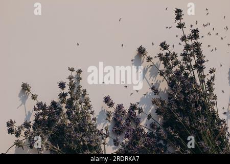 Blühendes lila Lavendel isoliert auf beigefarbenem Tischhintergrund bei Sonnenlicht. Schattenüberlagerung. Trockener lavandula-Bouquet. Moody Webbanner mit Sommerblumen Stockfoto