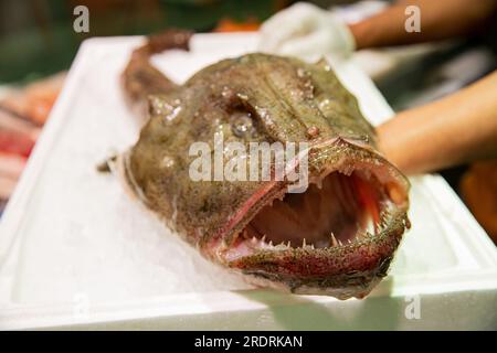 Frischer Seeteufel auf der Theke auf dem Fischmarkt. Stockfoto