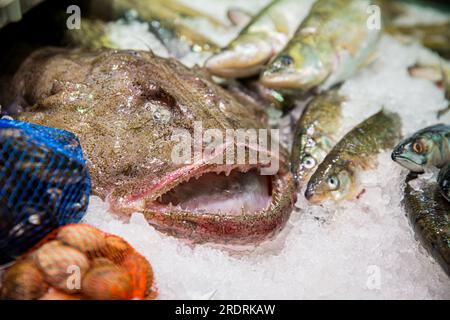 Frischer Seeteufel auf der Theke auf dem Fischmarkt. Stockfoto