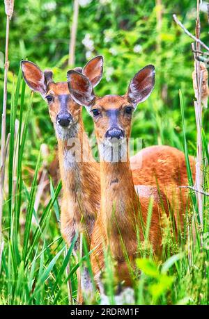 Wunderschöner Weißwedelhirsch In Der Wildnis. Stockfoto