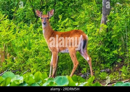 Wunderschöner Weißwedelhirsch In Der Wildnis. Stockfoto