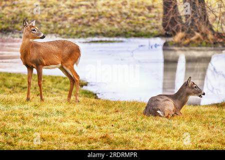 Wunderschöner Weißwedelhirsch In Der Wildnis. Stockfoto