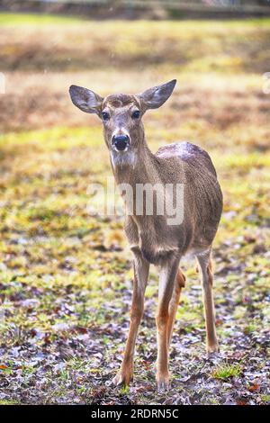 Wunderschöner Weißwedelhirsch In Der Wildnis. Stockfoto