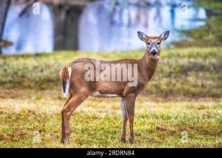 Wunderschöner Weißwedelhirsch In Der Wildnis. Stockfoto