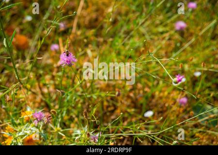 Wilde Blumen. Stockfoto