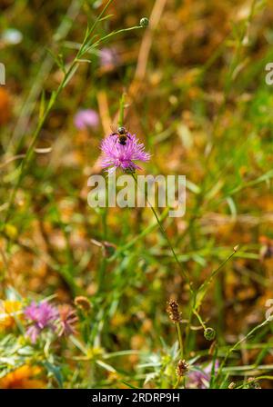 Biene auf lila Blüten. Stockfoto