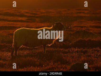 Fleece auf Feuer - Ein natürlich hinterleuchtetes Schaf, das in der frühen Morgensonne glüht. Yorkshire Moors, Großbritannien Stockfoto