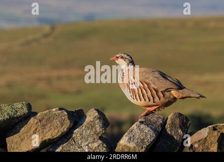 Ein französisches Rotbein-Rebhuhn auf einer trockenen Steinmauer vor dem Hintergrund des Yorkshire Moors Yorkshire UK Stockfoto