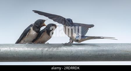 Ein Action-Shot eines jungen Swallows (Hirundo rustica), frisch geboren. Darauf warten, vom Erwachsenen gefüttert zu werden. Suffolk, Vereinigtes Königreich Stockfoto