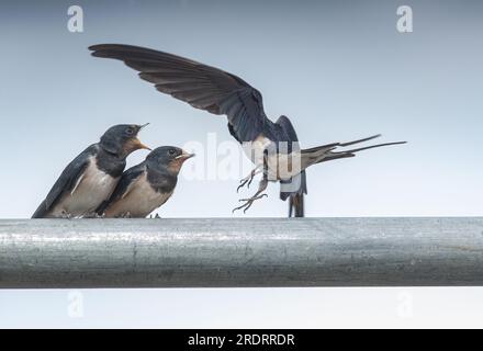 Ein Action-Shot eines jungen Swallows (Hirundo rustica), frisch geboren. Warten darauf, von dem Erwachsenen gefüttert zu werden, der im Flug gefangen genommen wird. Suffolk, Großbritannien. Stockfoto