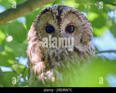 Nahaufnahme des Porträts der Tawny-Eule in ihrer natürlichen Umgebung Stockfoto