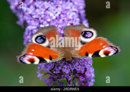 Dorney, Großbritannien. 23. Juli 2023. Ein Peacock Butterfly (Inachis io) ernährt sich von Nektar auf den Blumen eines Buddleia-Strauchs. Buddleias sind ein Magnet für Schmetterlinge. Peacock Butterflys zeigen oft ihre Augenblicke auf ihre Flügel, um Raubtiere zu verjagen. Butterfly Conservation ruft Menschen in ganz Großbritannien auf, an der diesjährigen Big Butterfly Count teilzunehmen, die bis zum 6. August läuft und Wissenschaftlern helfen soll, die Auswirkungen des Klimawandels auf unsere beliebtesten Schmetterlinge zu verstehen. Die Rekordtemperaturen, Hitzewellen und Dürren im vergangenen Jahr haben dazu geführt, dass einige der Pflanzen, an denen sich Raupen ernähren, verdorben und sterben. Um Scie zu helfen Stockfoto