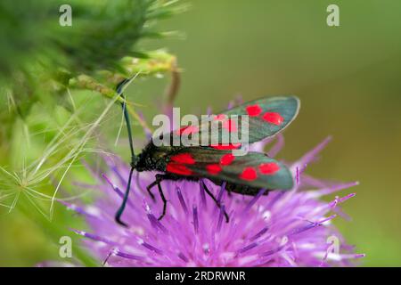 Dorney, Großbritannien. 23. Juli 2023. Eine sechs-Flecken-Burnet-Motte (Zygaena filipendulae) ernährt sich von einer Distel. Butterfly Conservation ruft Menschen in ganz Großbritannien auf, an der diesjährigen Big Butterfly Count teilzunehmen, die bis zum 6. August läuft und Wissenschaftlern helfen soll, die Auswirkungen des Klimawandels auf unsere beliebtesten Schmetterlinge zu verstehen. Die Rekordtemperaturen, Hitzewellen und Dürren im vergangenen Jahr haben dazu geführt, dass einige der Pflanzen, an denen sich Raupen ernähren, verdorben und sterben. Um Wissenschaftlern dabei zu helfen, die anhaltenden Auswirkungen dieses extremen Wetters zu entdecken, wird die Öffentlichkeit gebeten, 15 Minuten an jedem sonnigen Ort zu verbringen und Stockfoto