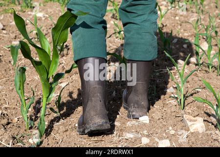 Ein Bauer läuft in seinen Gummistiefeln über seinem ausgetrockneten Maisfeld, das dieses Jahr sehr ungleichmäßig wächst. Stockfoto