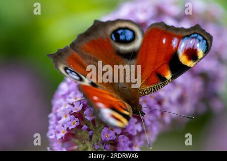 Dorney, Großbritannien. 23. Juli 2023. Ein Peacock Butterfly (Inachis io) ernährt sich von Nektar auf den Blumen eines Buddleia-Strauchs. Buddleias sind ein Magnet für Schmetterlinge. Peacock Butterflys zeigen oft ihre Augenblicke auf ihre Flügel, um Raubtiere zu verjagen. Butterfly Conservation ruft Menschen in ganz Großbritannien auf, an der diesjährigen Big Butterfly Count teilzunehmen, die bis zum 6. August läuft und Wissenschaftlern helfen soll, die Auswirkungen des Klimawandels auf unsere beliebtesten Schmetterlinge zu verstehen. Die Rekordtemperaturen, Hitzewellen und Dürren im vergangenen Jahr haben dazu geführt, dass einige der Pflanzen, an denen sich Raupen ernähren, verdorben und sterben. Um Scie zu helfen Stockfoto