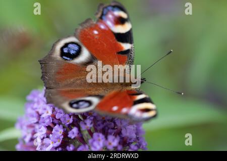 Dorney, Großbritannien. 23. Juli 2023. Ein Peacock Butterfly (Inachis io) ernährt sich von Nektar auf den Blumen eines Buddleia-Strauchs. Buddleias sind ein Magnet für Schmetterlinge. Peacock Butterflys zeigen oft ihre Augenblicke auf ihre Flügel, um Raubtiere zu verjagen. Butterfly Conservation ruft Menschen in ganz Großbritannien auf, an der diesjährigen Big Butterfly Count teilzunehmen, die bis zum 6. August läuft und Wissenschaftlern helfen soll, die Auswirkungen des Klimawandels auf unsere beliebtesten Schmetterlinge zu verstehen. Die Rekordtemperaturen, Hitzewellen und Dürren im vergangenen Jahr haben dazu geführt, dass einige der Pflanzen, an denen sich Raupen ernähren, verdorben und sterben. Um Scie zu helfen Stockfoto