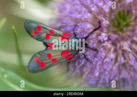 Dorney, Großbritannien. 23. Juli 2023. Eine sechs-Flecken-Burnet-Motte (Zygaena filipendulae) ernährt sich von einer Distel. Butterfly Conservation ruft Menschen in ganz Großbritannien auf, an der diesjährigen Big Butterfly Count teilzunehmen, die bis zum 6. August läuft und Wissenschaftlern helfen soll, die Auswirkungen des Klimawandels auf unsere beliebtesten Schmetterlinge zu verstehen. Die Rekordtemperaturen, Hitzewellen und Dürren im vergangenen Jahr haben dazu geführt, dass einige der Pflanzen, an denen sich Raupen ernähren, verdorben und sterben. Um Wissenschaftlern dabei zu helfen, die anhaltenden Auswirkungen dieses extremen Wetters zu entdecken, wird die Öffentlichkeit gebeten, 15 Minuten an jedem sonnigen Ort zu verbringen und Stockfoto