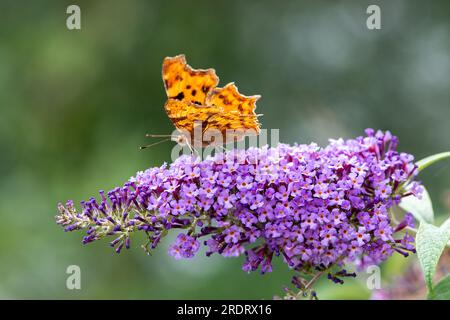 Dorney, Großbritannien. 23. Juli 2023. Ein Komma (Polygonia c-Album) Schmetterling nährt sich von Nektar auf den Blumen eines Buddleia-Strauchs. Butterfly Conservation ruft Menschen in ganz Großbritannien auf, an der diesjährigen Big Butterfly Count teilzunehmen, die bis zum 6. August läuft und Wissenschaftlern helfen soll, die Auswirkungen des Klimawandels auf unsere beliebtesten Schmetterlinge zu verstehen. Die Rekordtemperaturen, Hitzewellen und Dürren im vergangenen Jahr haben dazu geführt, dass einige der Pflanzen, an denen sich Raupen ernähren, verdorben und sterben. Um Wissenschaftlern zu helfen, die anhaltenden Auswirkungen dieses extremen Wetters zu entdecken, wird die Öffentlichkeit gebeten, 15 Minuten zu verbringen Stockfoto