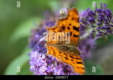 Dorney, Großbritannien. 23. Juli 2023. Ein Komma (Polygonia c-Album) Schmetterling nährt sich von Nektar auf den Blumen eines Buddleia-Strauchs. Butterfly Conservation ruft Menschen in ganz Großbritannien auf, an der diesjährigen Big Butterfly Count teilzunehmen, die bis zum 6. August läuft und Wissenschaftlern helfen soll, die Auswirkungen des Klimawandels auf unsere beliebtesten Schmetterlinge zu verstehen. Die Rekordtemperaturen, Hitzewellen und Dürren im vergangenen Jahr haben dazu geführt, dass einige der Pflanzen, an denen sich Raupen ernähren, verdorben und sterben. Um Wissenschaftlern zu helfen, die anhaltenden Auswirkungen dieses extremen Wetters zu entdecken, wird die Öffentlichkeit gebeten, 15 Minuten zu verbringen Stockfoto