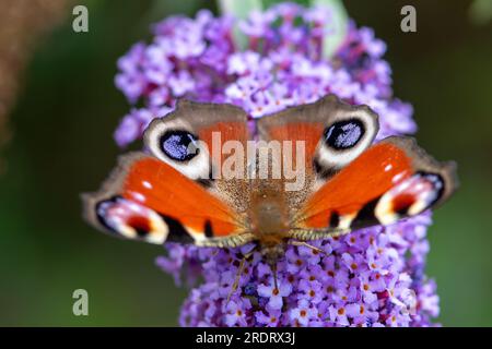 Dorney, Großbritannien. 23. Juli 2023. Ein Peacock Butterfly (Inachis io) ernährt sich von Nektar auf den Blumen eines Buddleia-Strauchs. Buddleias sind ein Magnet für Schmetterlinge. Peacock Butterflys zeigen oft ihre Augenblicke auf ihre Flügel, um Raubtiere zu verjagen. Butterfly Conservation ruft Menschen in ganz Großbritannien auf, an der diesjährigen Big Butterfly Count teilzunehmen, die bis zum 6. August läuft und Wissenschaftlern helfen soll, die Auswirkungen des Klimawandels auf unsere beliebtesten Schmetterlinge zu verstehen. Die Rekordtemperaturen, Hitzewellen und Dürren im vergangenen Jahr haben dazu geführt, dass einige der Pflanzen, an denen sich Raupen ernähren, verdorben und sterben. Um Scie zu helfen Stockfoto