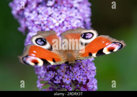 Dorney, Großbritannien. 23. Juli 2023. Ein Peacock Butterfly (Inachis io) ernährt sich von Nektar auf den Blumen eines Buddleia-Strauchs. Buddleias sind ein Magnet für Schmetterlinge. Peacock Butterflys zeigen oft ihre Augenblicke auf ihre Flügel, um Raubtiere zu verjagen. Butterfly Conservation ruft Menschen in ganz Großbritannien auf, an der diesjährigen Big Butterfly Count teilzunehmen, die bis zum 6. August läuft und Wissenschaftlern helfen soll, die Auswirkungen des Klimawandels auf unsere beliebtesten Schmetterlinge zu verstehen. Die Rekordtemperaturen, Hitzewellen und Dürren im vergangenen Jahr haben dazu geführt, dass einige der Pflanzen, an denen sich Raupen ernähren, verdorben und sterben. Um Scie zu helfen Stockfoto