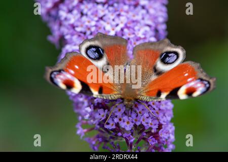 Dorney, Großbritannien. 23. Juli 2023. Ein Peacock Butterfly (Inachis io) ernährt sich von Nektar auf den Blumen eines Buddleia-Strauchs. Buddleias sind ein Magnet für Schmetterlinge. Peacock Butterflys zeigen oft ihre Augenblicke auf ihre Flügel, um Raubtiere zu verjagen. Butterfly Conservation ruft Menschen in ganz Großbritannien auf, an der diesjährigen Big Butterfly Count teilzunehmen, die bis zum 6. August läuft und Wissenschaftlern helfen soll, die Auswirkungen des Klimawandels auf unsere beliebtesten Schmetterlinge zu verstehen. Die Rekordtemperaturen, Hitzewellen und Dürren im vergangenen Jahr haben dazu geführt, dass einige der Pflanzen, an denen sich Raupen ernähren, verdorben und sterben. Um Scie zu helfen Stockfoto