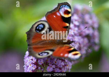 Dorney, Großbritannien. 23. Juli 2023. Ein Peacock Butterfly (Inachis io) ernährt sich von Nektar auf den Blumen eines Buddleia-Strauchs. Buddleias sind ein Magnet für Schmetterlinge. Peacock Butterflys zeigen oft ihre Augenblicke auf ihre Flügel, um Raubtiere zu verjagen. Butterfly Conservation ruft Menschen in ganz Großbritannien auf, an der diesjährigen Big Butterfly Count teilzunehmen, die bis zum 6. August läuft und Wissenschaftlern helfen soll, die Auswirkungen des Klimawandels auf unsere beliebtesten Schmetterlinge zu verstehen. Die Rekordtemperaturen, Hitzewellen und Dürren im vergangenen Jahr haben dazu geführt, dass einige der Pflanzen, an denen sich Raupen ernähren, verdorben und sterben. Um Scie zu helfen Stockfoto