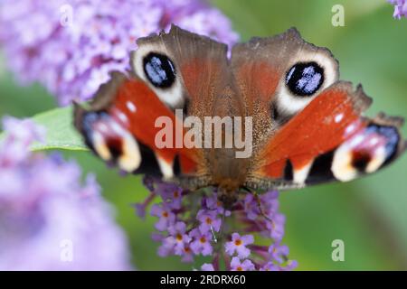 Dorney, Großbritannien. 23. Juli 2023. Ein Peacock Butterfly (Inachis io) ernährt sich von Nektar auf den Blumen eines Buddleia-Strauchs. Buddleias sind ein Magnet für Schmetterlinge. Peacock Butterflys zeigen oft ihre Augenblicke auf ihre Flügel, um Raubtiere zu verjagen. Butterfly Conservation ruft Menschen in ganz Großbritannien auf, an der diesjährigen Big Butterfly Count teilzunehmen, die bis zum 6. August läuft und Wissenschaftlern helfen soll, die Auswirkungen des Klimawandels auf unsere beliebtesten Schmetterlinge zu verstehen. Die Rekordtemperaturen, Hitzewellen und Dürren im vergangenen Jahr haben dazu geführt, dass einige der Pflanzen, an denen sich Raupen ernähren, verdorben und sterben. Um Scie zu helfen Stockfoto