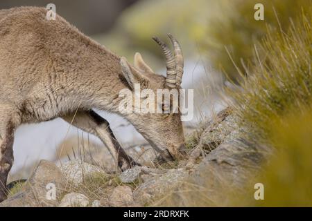 Westspanische Ibex oder Gredos Ibex (Capra pyrenaica victoriae). Weibliche Jungtiere, die Gras auf Felsen in Sierra de Gredos, Spanien, fressen. Wil Stockfoto