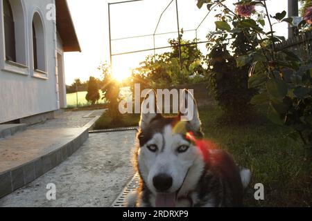 Wenn die Sonne an einem anderen Tag untergeht, steht die Silhouette eines herrlichen Huskys im Mittelpunkt Stockfoto