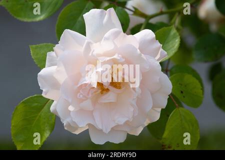 Rosa Martine Guillot Stockfoto