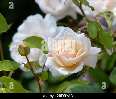 Rosa Martine Guillot Stockfoto