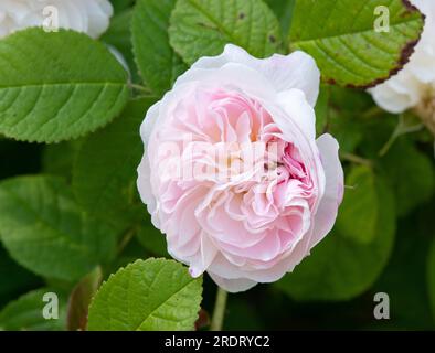 Rosa Belle Isis Stockfoto